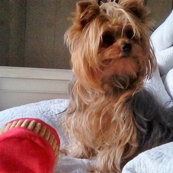 Meet your posher & Guinevere Yorkie! - Picture 10 of 16